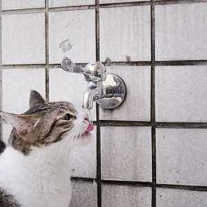 पानी, कुत्तों और बिल्लियों के लिए एक अनिवार्य पोषक तत्व