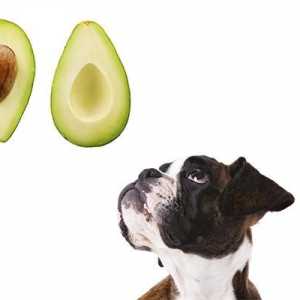 कुत्तों के लिए avocado बुरा है?