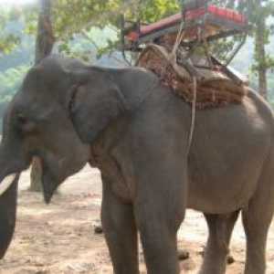 एशिया में सवारी करने के लिए हाथियों के क्रूर प्रशिक्षण