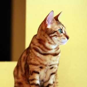 क्या बंगाल बिल्ली एक जंगली बिल्ली का बच्चा है?