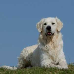 कुत्तों में हीट स्ट्रोक - लक्षण और रोकथाम