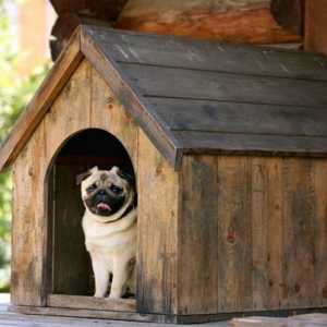 कुत्ते के लिए आदर्श घर