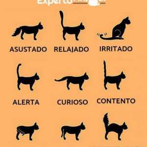 बिल्लियों की शारीरिक भाषा
