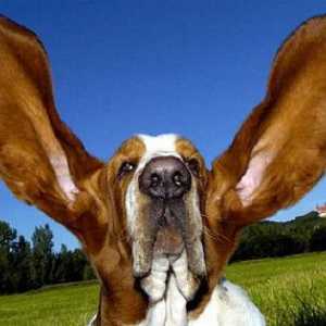मनुष्यों के कान बनाम कुत्तों के कान