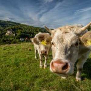यूरोपीय संसद का लक्ष्य जानवरों के औद्योगिक क्लोनिंग पर प्रतिबंध लगाने का है