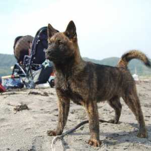 जापान के कुत्ते का के खजाना