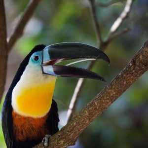 एक पालतू जानवर के रूप में toucan