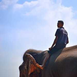 हाथियों ने थाईलैंड में दुर्व्यवहार किया
