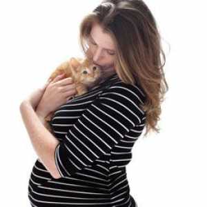 गर्भवती महिलाओं और बिल्लियों, जोखिम क्या हैं?