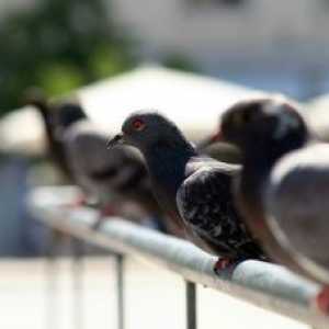 बार्सिलोना में गर्भ निरोधकों के साथ कबूतरों की आबादी को नियंत्रित करता है