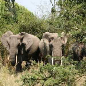 उन्होंने ज़िम्बाब्वे में हाथियों की सामूहिक हत्या के लिए ज़िम्मेदार व्यक्ति को पाया