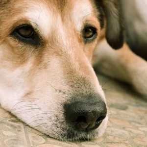 कुत्तों में एडिसन की बीमारी