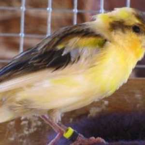 पंखों से पता चला पक्षियों के रोग