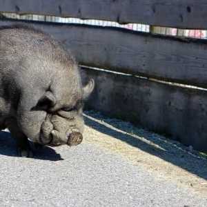 वियतनामी सूअरों की सबसे आम बीमारियां