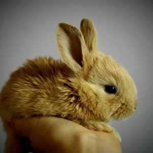 खरगोशों की सबसे आम बीमारियां