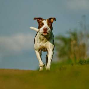 पिट बैल टेरियर कुत्तों की सबसे आम बीमारियां