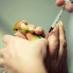घरेलू पक्षियों में सबसे आम बीमारियां
