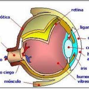 बीगल में आँखों की बीमारियां