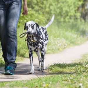 Enseñar a mi perro a pasear sin correa paso a paso