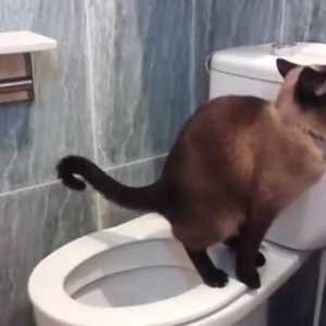 कदम से शौचालय कदम का उपयोग करने के लिए अपनी बिल्ली सिखाओ