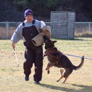 कैनिन प्रशिक्षण schutzhund