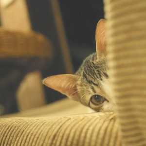 बिल्लियों में मिर्गी - लक्षण, उपचार और देखभाल