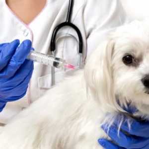 क्या कुत्तों में लीशमानिया के खिलाफ टीका प्रभावी है?
