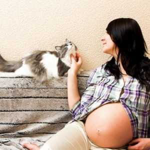 गर्भावस्था के दौरान बिल्लियों को रखना बुरा है?