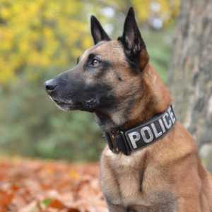 ¿Es posible el adiestramiento de un perro policía en positivo?