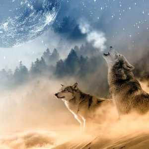 क्या भेड़िया पालतू जानवर के रूप में संभव है?