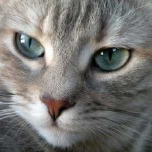 क्या यह सच है कि बिल्लियों आंखों के माध्यम से संवाद करते हैं?