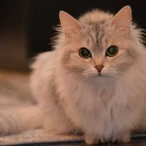 बिल्लियों में स्टेमाइटिस - लक्षण और उपचार