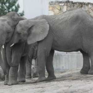 अध्ययन: एशियाई हाथी खुद को सांत्वना देते हैं क्योंकि लोग तनाव करते समय करते हैं