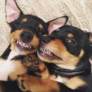 कुत्तों का मुंह वास्तव में हमारे से साफ है?