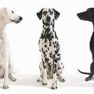 कुत्ते के चरणों और विकास: वयस्क कुत्ते का विकास