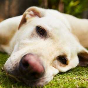 अपने कुत्ते की अलगाव चिंता से बचें: कार्य योजना