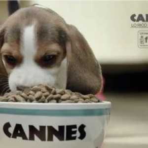 क्या चिली में खाद्य प्रमाणन वाले कुत्तों के लिए भोजन है?