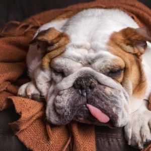 कुत्तों में फेरींगिटिस - कारण, लक्षण और उपचार