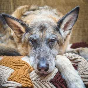 ऑस्टियोआर्थराइटिस वाले कुत्तों के लिए फिजियोथेरेपी