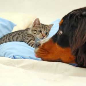 शोर भय: कुत्तों और बिल्लियों की एक बुराई