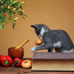 बिल्लियों के लिए फल और सब्जियां मनाई गईं