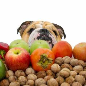कुत्तों के लिए फल और सब्जियां मनाई गईं