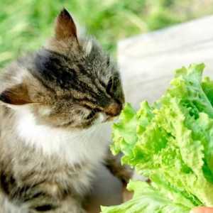 फल और सब्जियां बिल्लियों के लिए अनुशंसित
