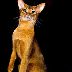 Abyssinian बिल्ली, एक अलग नस्ल