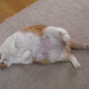 मोटापा बिल्लियों, क्या करना है यदि आपकी बिल्ली ने बहुत अधिक वजन प्राप्त किया है