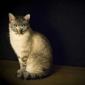 बिल्लियों में Giardiasis - लक्षण और उपचार