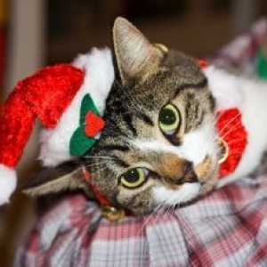 क्रिसमस के पेड़ पर हमला करने वाली बिल्लियों की गिफ्ट