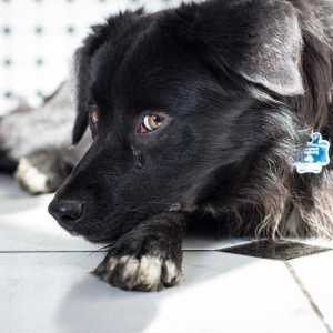 कुत्तों में ग्लूकोमा: कारण और उपचार