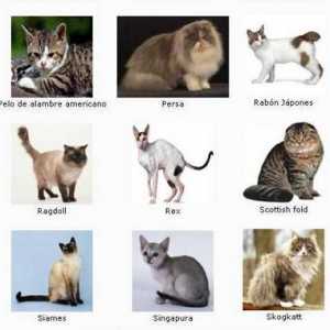 बिल्ली नस्लों की शब्दावली