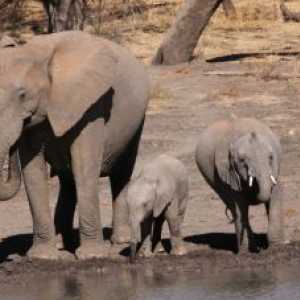 Google अफ्रीकी हाथियों की देखभाल के लिए मानचित्र बनाता है